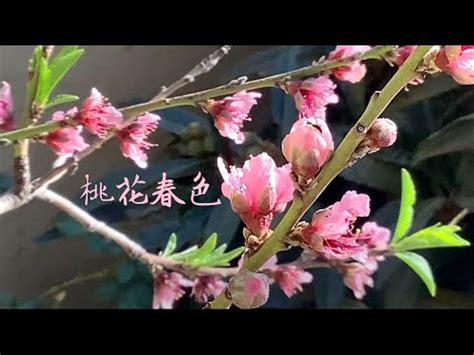 桃花樹結果